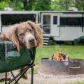 Top 5 Best Pet-Friendly RVs for Travel in 2026