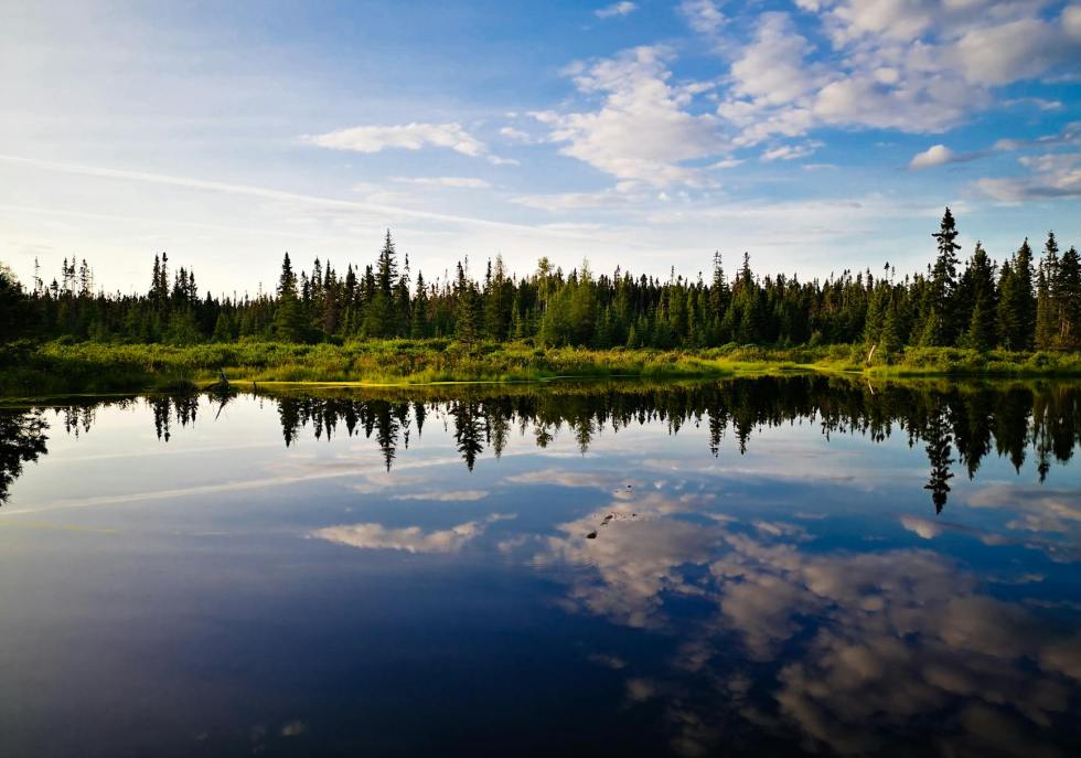 green trees beside body of water under blue sky